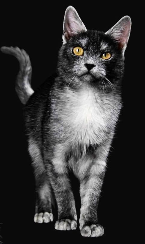 Black Carpati Transylvanian cat