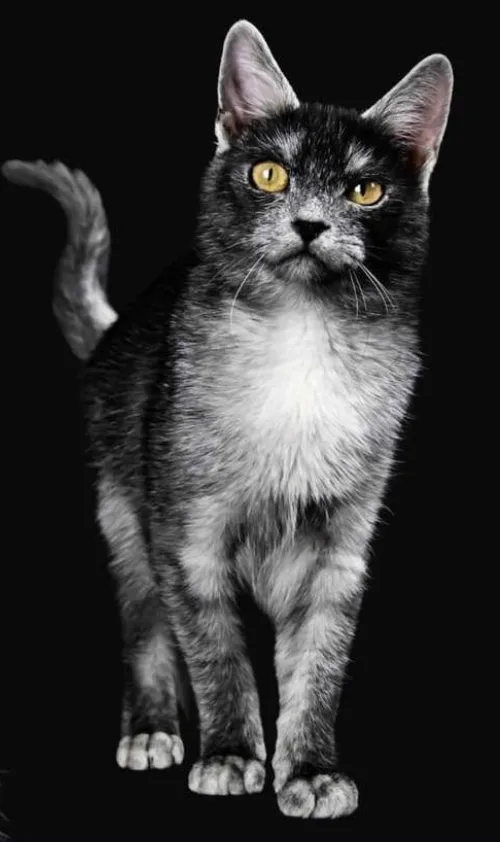Black Carpati Transylvanian cat