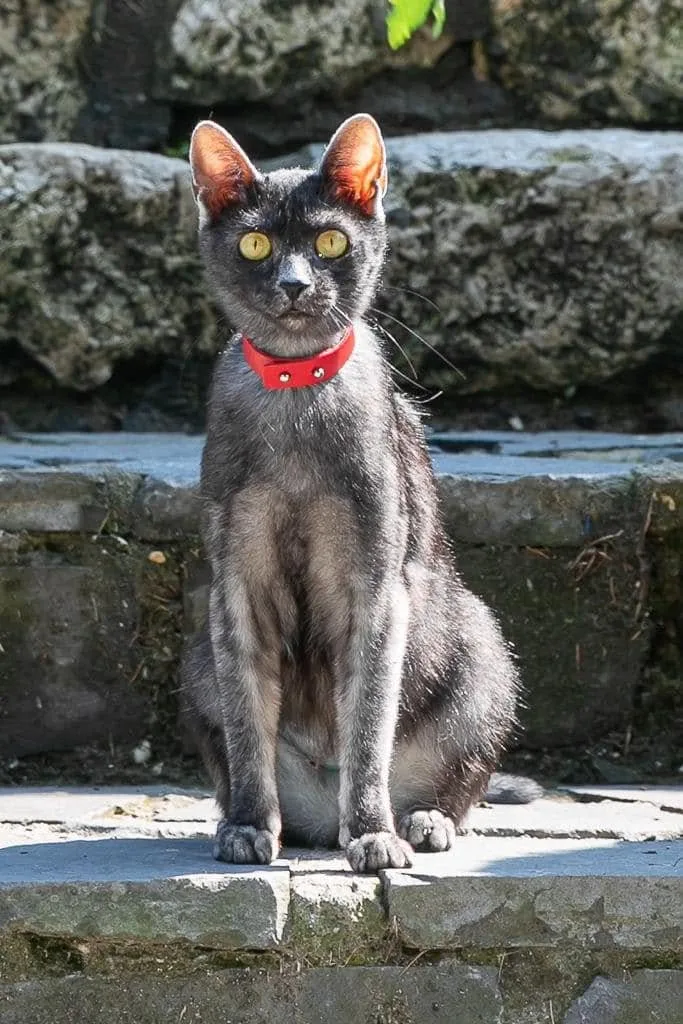 Black Carpati Transylvanian cat outdoors