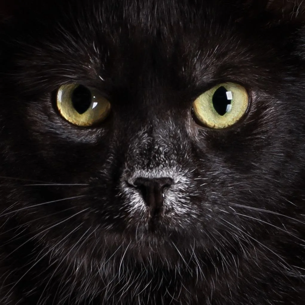 Transylvanian cat head and expression