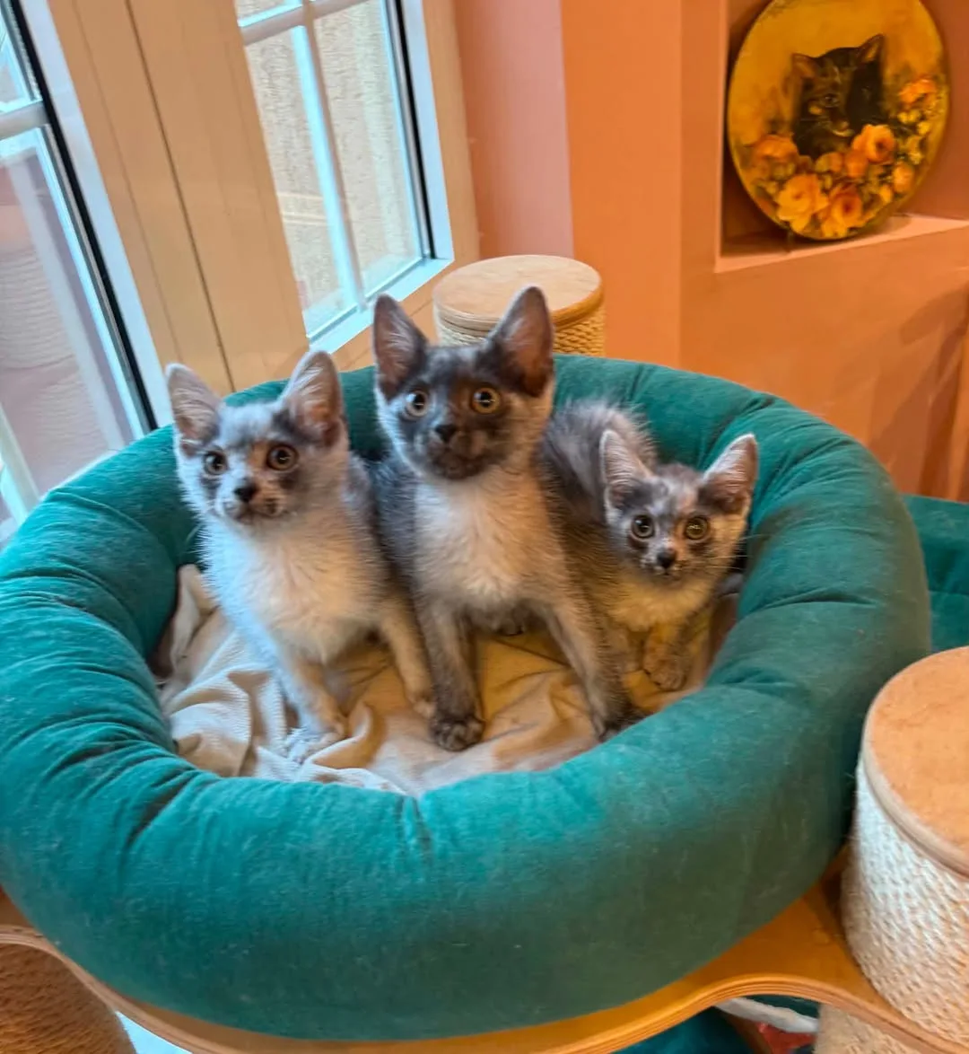 Three young Transylvanian cats