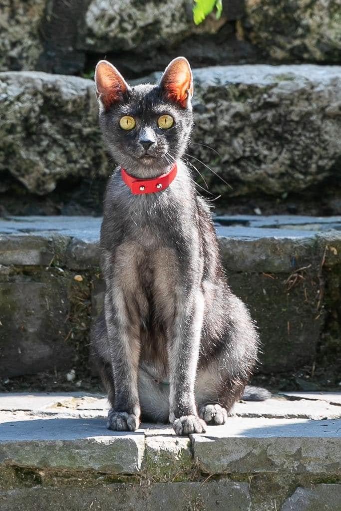 Black Carpati Transylvanian cat outdoors