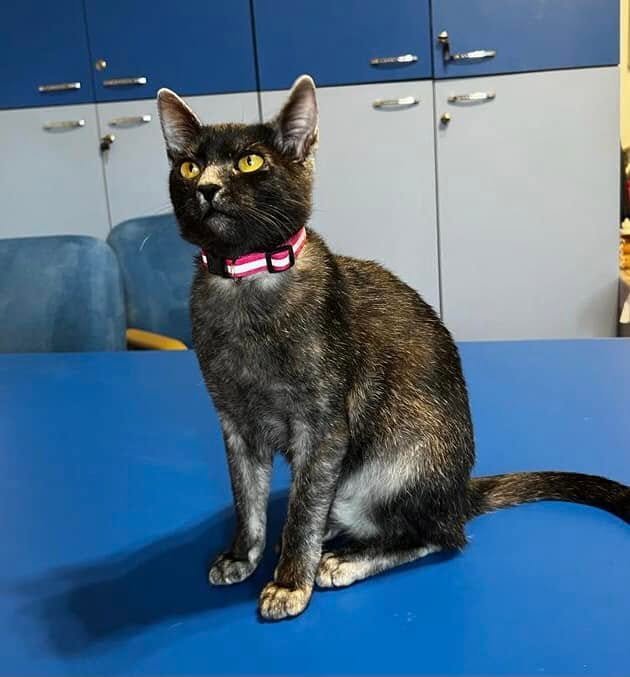 Transylvanian cat showing the breed's natural type