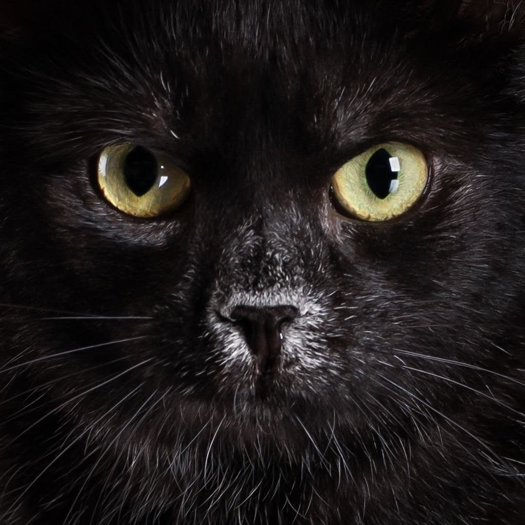 Transylvanian cat head and expression